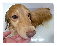 ナノバブルオゾン温浴